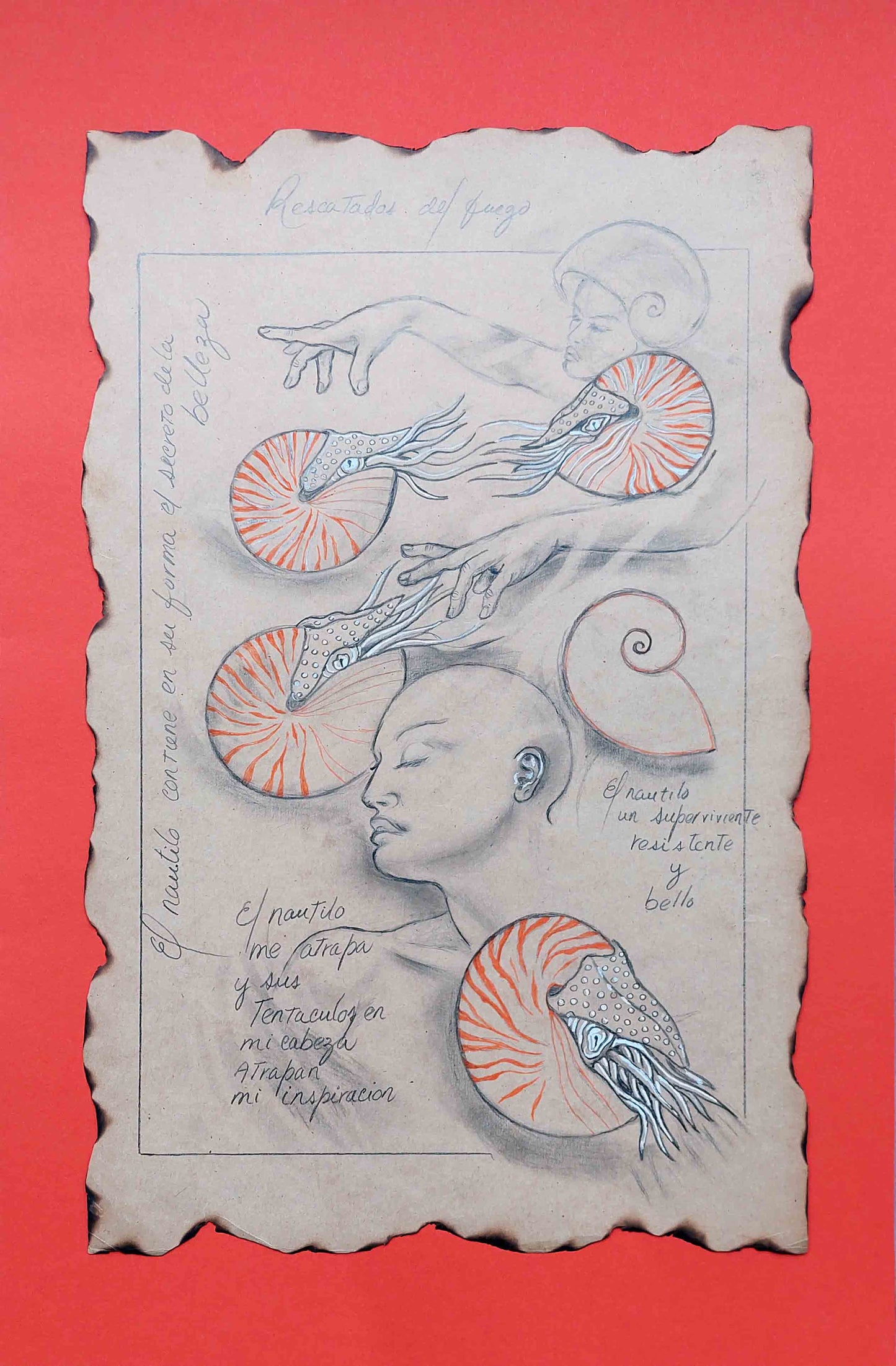 Dibujos de nautilos y rostros con anotaciones. Fondo naranja.