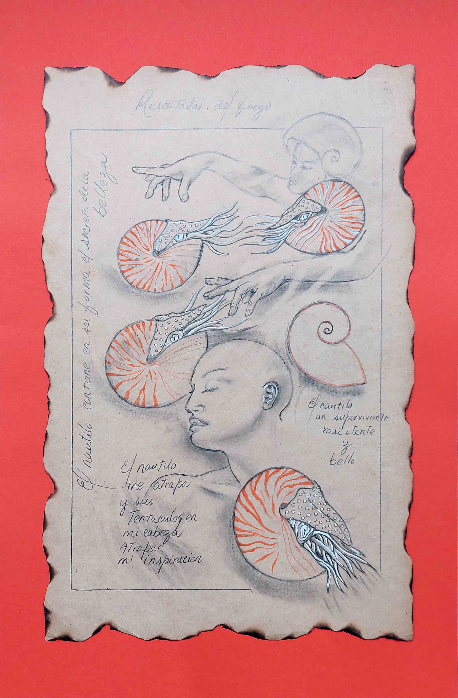 Dibujos de nautilos y rostros con anotaciones. Fondo naranja.