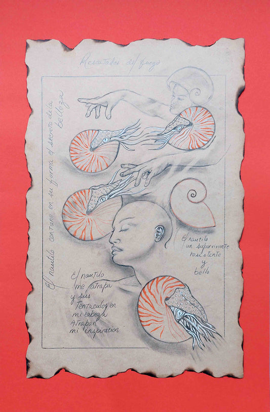 Dibujos de nautilos y rostros con anotaciones. Fondo naranja.